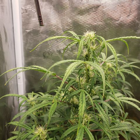 Geloctane  growlog photo: Almost ready 