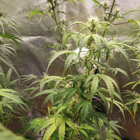 Geloctane  growlog photo: Almost ready 
