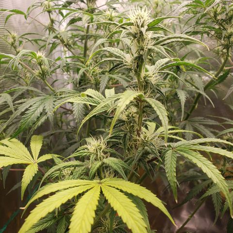 Geloctane  growlog photo: Almost ready 