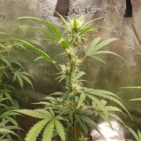 Geloctane  growlog photo: Almost ready 