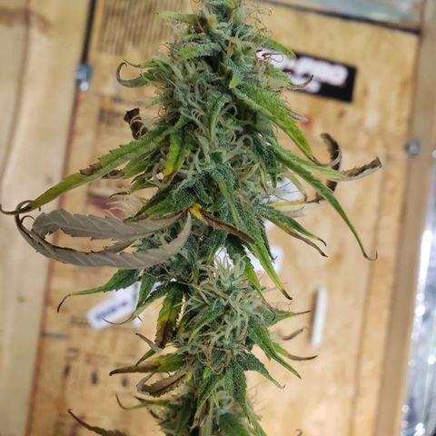 Geloctane  growlog photo: Almost ready 