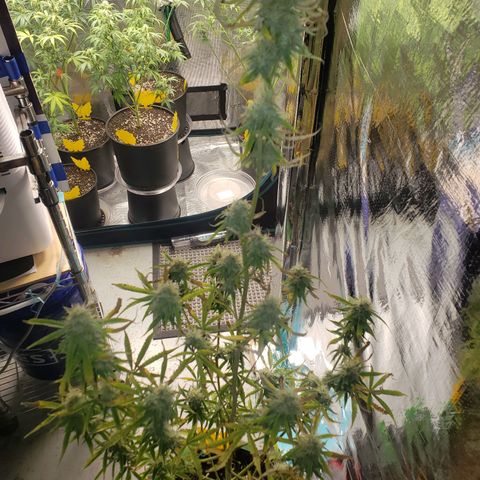 Geloctane  growlog photo: Almost ready 