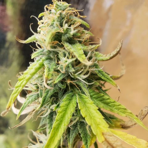 Geloctane  growlog photo: Almost ready 