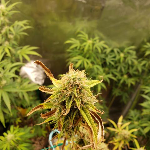 Geloctane  growlog photo: Morning 
