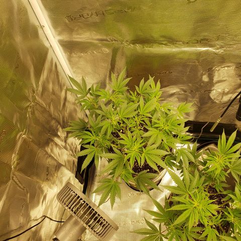 Geloctane  growlog photo: Morning 