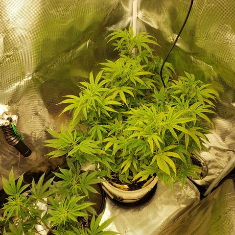 Geloctane  growlog photo: Morning 