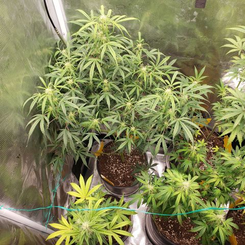 Geloctane  growlog photo: Morning 