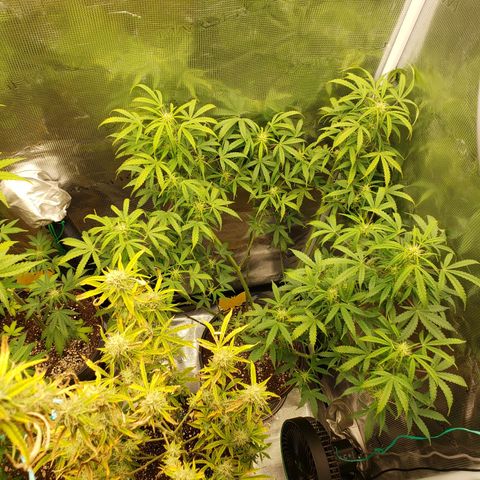 Geloctane  growlog photo: Evening 