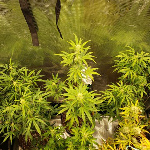 Geloctane  growlog photo: Evening 