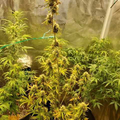Geloctane  growlog photo: Evening 