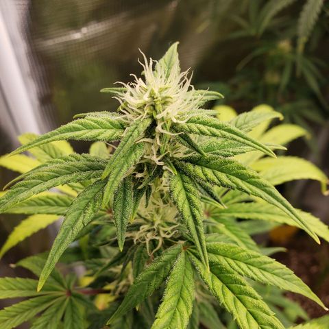 Geloctane  growlog photo: Evening 