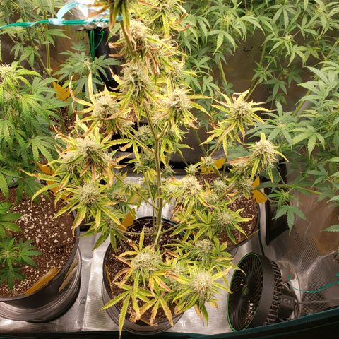 Geloctane  growlog photo: Evening 