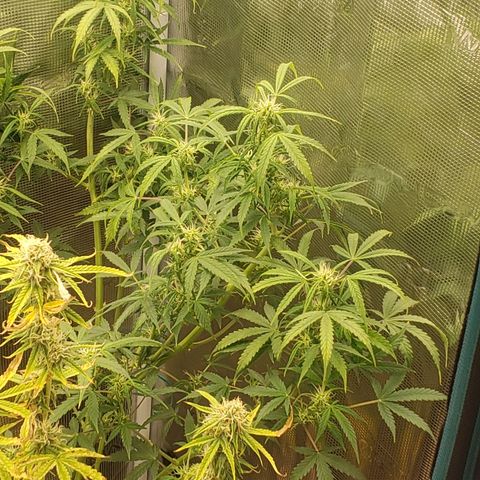 Geloctane  growlog photo: Morning 
