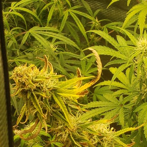 Geloctane  growlog photo: Morning 
