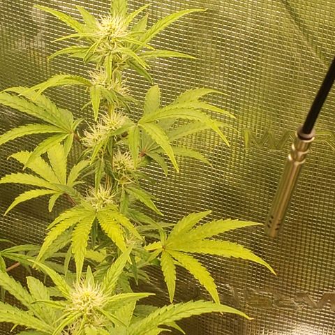 Geloctane  growlog photo: Morning 
