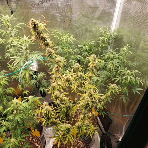 Geloctane  growlog photo: Morning 
