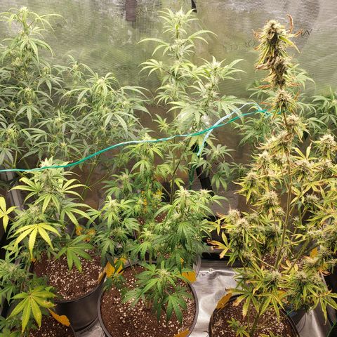 Geloctane  growlog photo: Morning 
