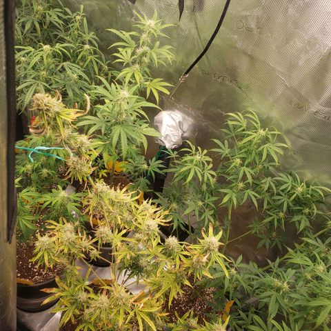 Geloctane  growlog photo: Morning 

