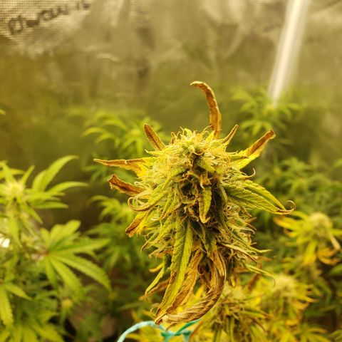 Geloctane  growlog photo: Morning 
