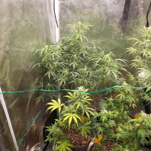 Geloctane  growlog photo: Morning 
