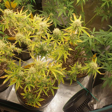 Geloctane  growlog photo: Morning 
