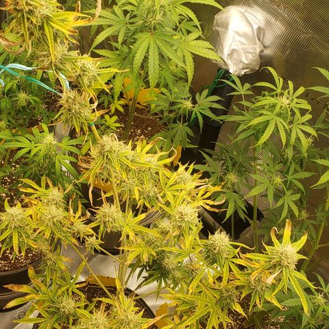 Geloctane  growlog photo: Morning 
