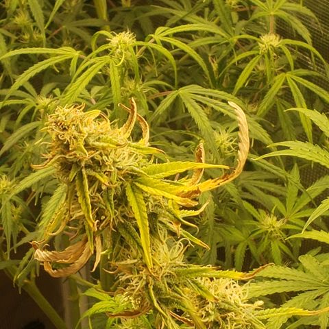 Geloctane  growlog photo: Morning 