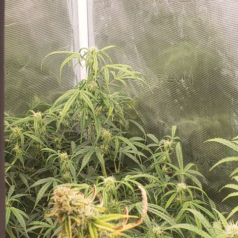 Geloctane  growlog photo: Morning 