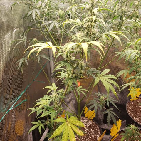 Geloctane  growlog photo: Morning 