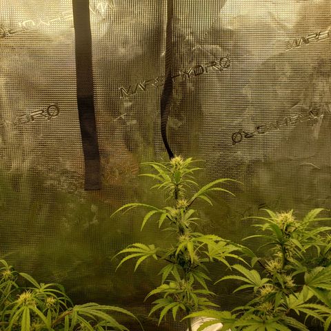 Geloctane  growlog photo: Morning 