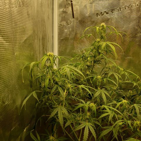 Geloctane  growlog photo: Morning 