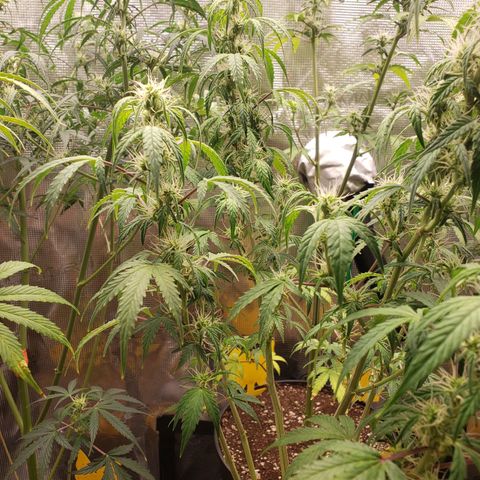 Geloctane  growlog photo: Morning 