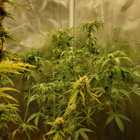 Geloctane  growlog photo: Morning 