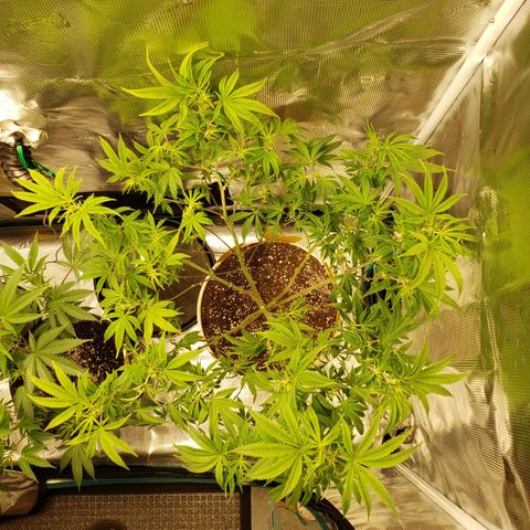 Geloctane  growlog photo: Next round doing all auto flowers This shit's too crazy with these photo periods overgrown And they're not even flowering yet
