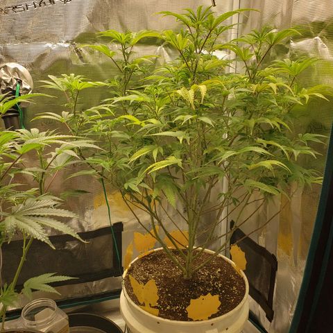 Geloctane  growlog photo: Next round doing all auto flowers This shit's too crazy with these photo periods overgrown And they're not even flowering yet