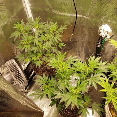 Geloctane  growlog photo: Next round doing all auto flowers This shit's too crazy with these photo periods overgrown And they're not even flowering yet