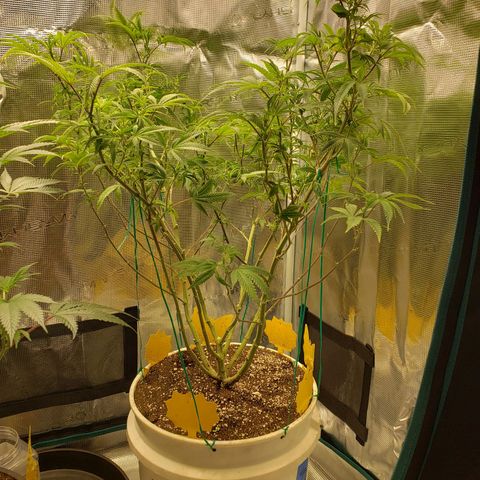 Geloctane  growlog photo: Next round doing all auto flowers This shit's too crazy with these photo periods overgrown And they're not even flowering yet