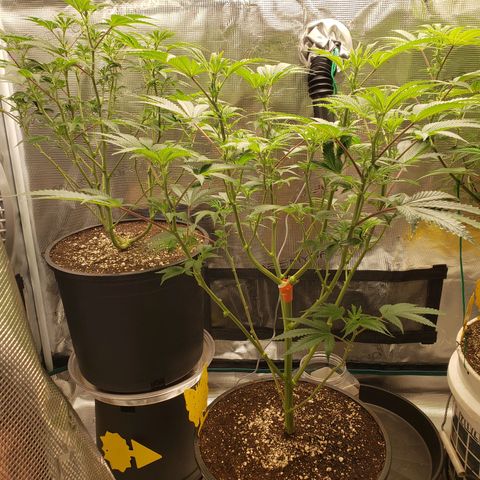 Geloctane  growlog photo: Next round doing all auto flowers This shit's too crazy with these photo periods overgrown And they're not even flowering yet
