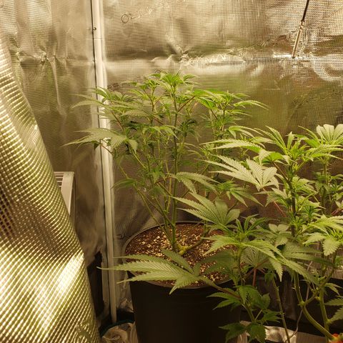 Geloctane  growlog photo: Next round doing all auto flowers This shit's too crazy with these photo periods overgrown And they're not even flowering yet
