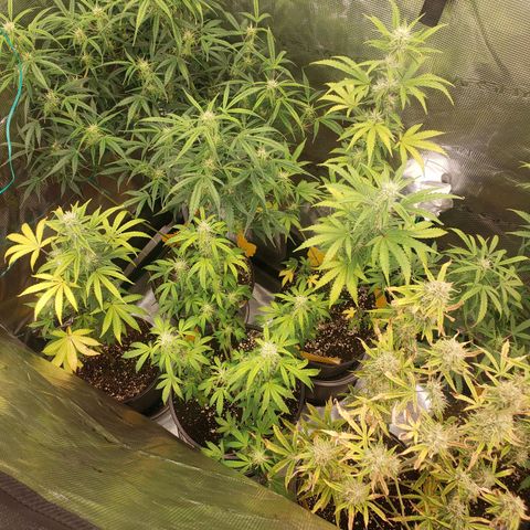 Geloctane  growlog photo: Morning 
