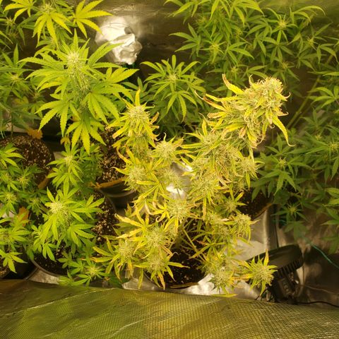 Geloctane  growlog photo: Morning 
