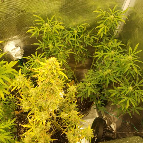Geloctane  growlog photo: Morning 