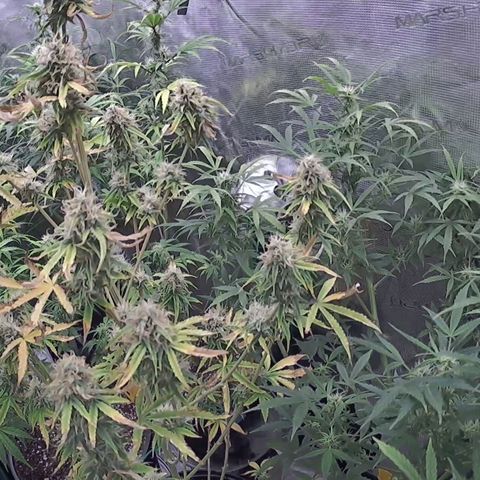Geloctane  growlog photo: These cameras are luxury