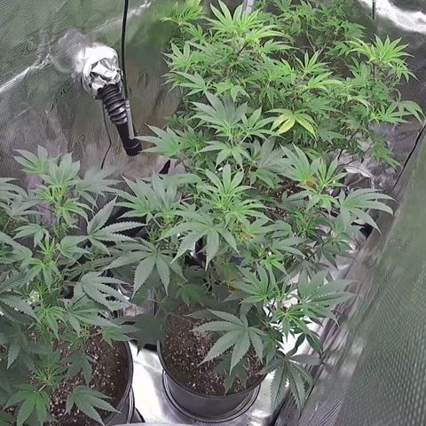 Geloctane  growlog photo: These cameras are luxury