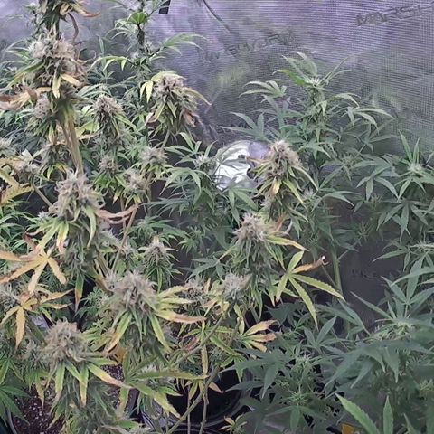 Geloctane  growlog photo: These cameras are luxury