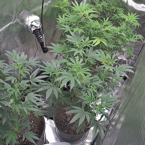Geloctane  growlog photo: These cameras are luxury