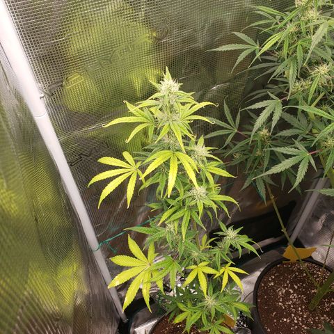 Geloctane  growlog photo: Couple of these are looking superfrosty 