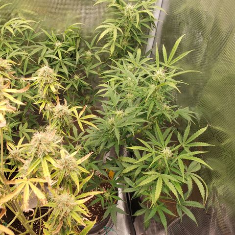 Geloctane  growlog photo: Couple of these are looking superfrosty 