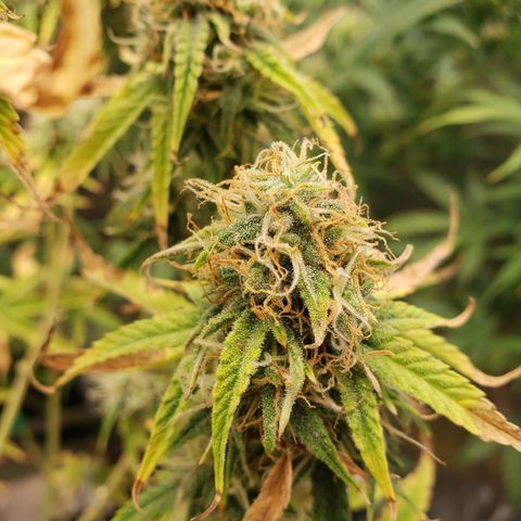 Geloctane  growlog photo: Couple of these are looking superfrosty 