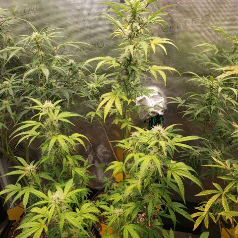 Geloctane  growlog photo: Couple of these are looking superfrosty 